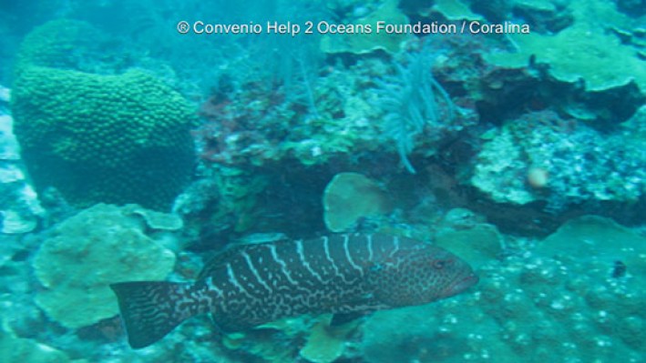 Groupers (48)_388